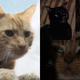 Clockwise left to right: Goose, Binx, Cat, and Jonesy